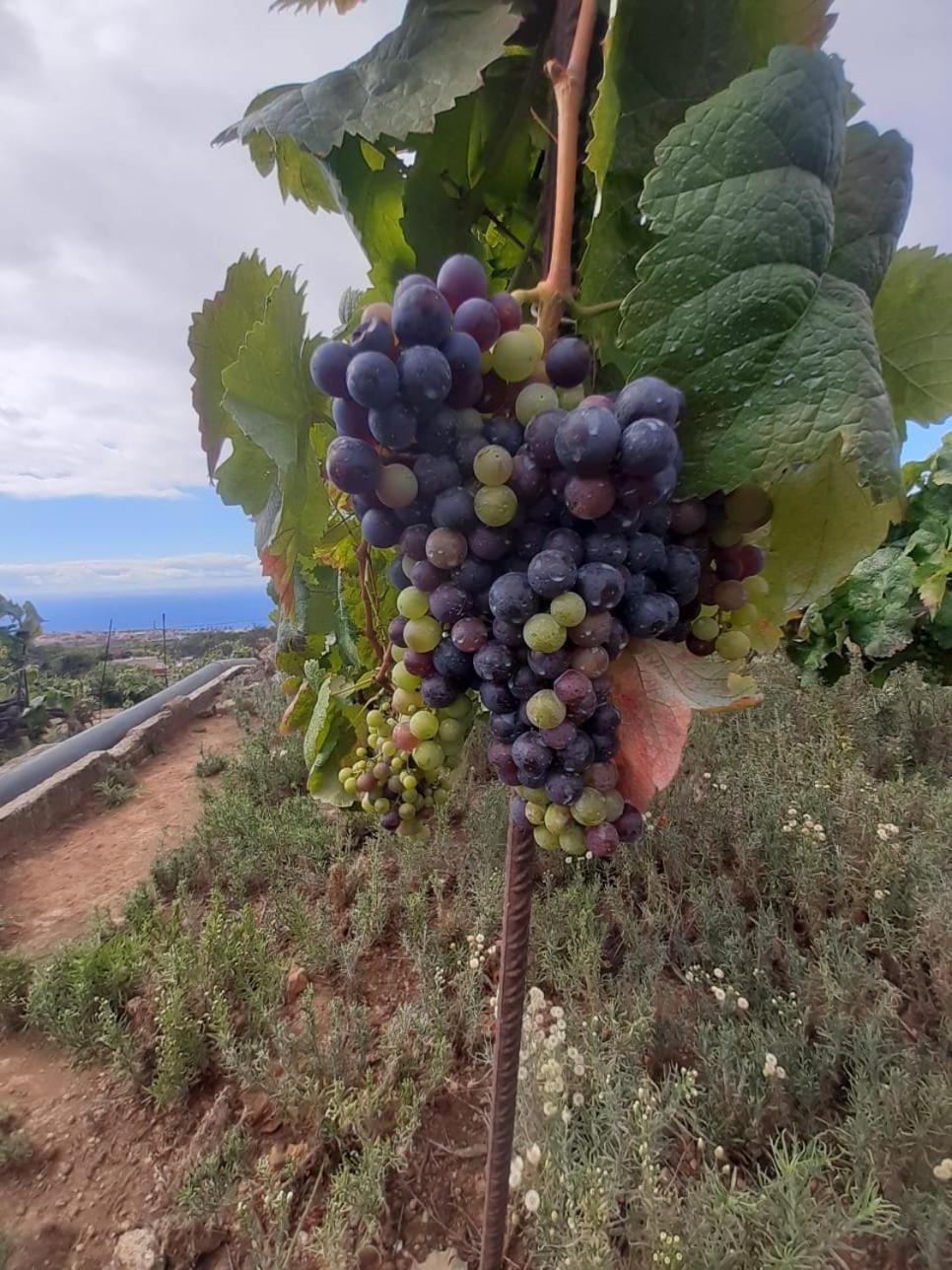 Finca De Luna 라오로타바 외부 사진