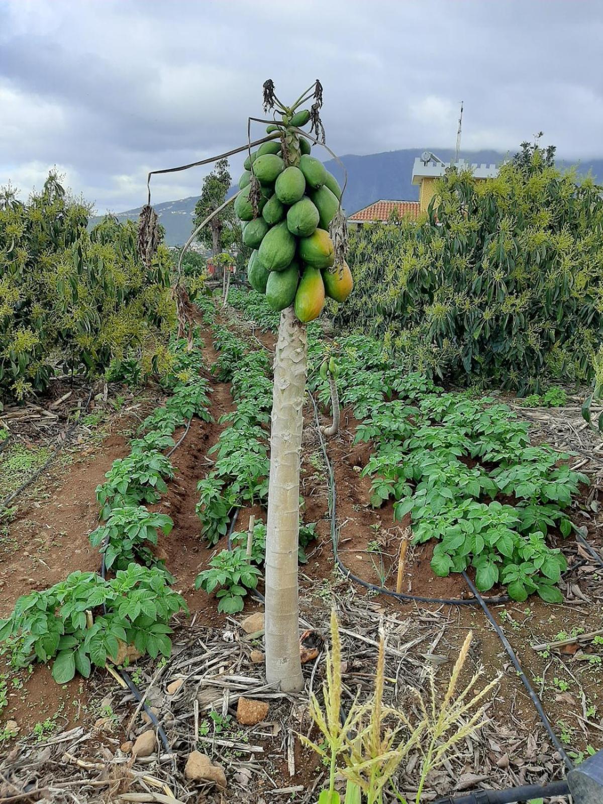 Finca De Luna 라오로타바 외부 사진